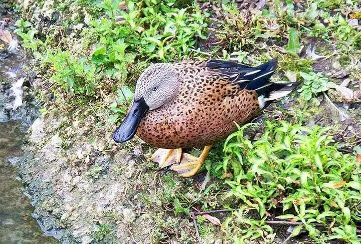 Cape Shoveler